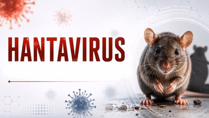 Đường lây truyền chủ yếu của virus Hanta là từ chuột thông qua chất bài tiết và bụi bẩn